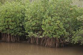 ഇന്ന് ലോക പരിസ്ഥിതി ദിനം