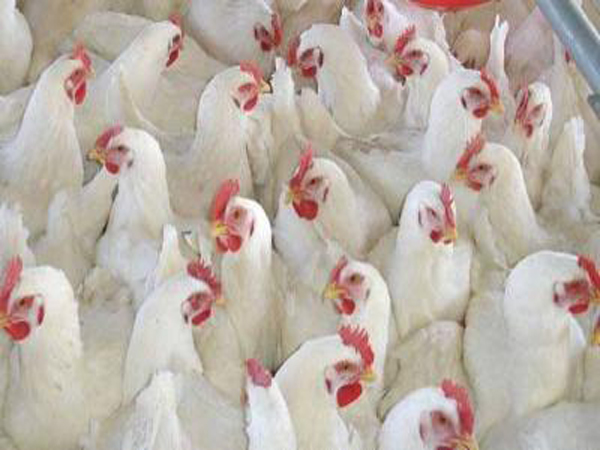 വില നിയന്ത്രണം ഇന്നുമുതല് : കോഴികളെ തമിഴ്നാട്ടിലേയ്ക്ക് തിരികെ കടത്തുന്നു