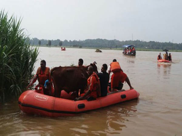 ഭാരതപ്പുഴയിലെ തുരുത്തുകളിൽ കുടുങ്ങിയ മുപ്പതോളം കന്നുകാലികളെ രക്ഷിച്ചു