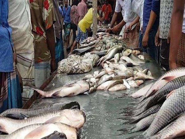 ട്രോളിങ് നിരോധനത്തിന് പിന്നാലെ മീന്‍ വിലയില്‍ രണ്ടിരട്ടി വര്‍ധനവ്; ഒരു കിലോ മത്തിക്ക് 300 ഉം , അയിലയ്ക്ക് 340ഉം ;