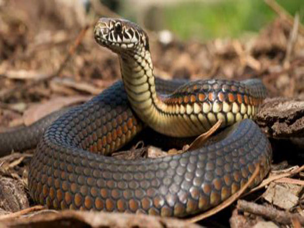 കിളിമാനൂരില്‍ പാമ്പ് കടിയേറ്റ് വീട്ടമ്മയ്ക്ക് ദാരുണാന്ത്യം