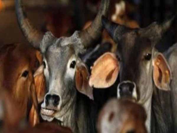 ഗോ​വ​ധം നി​രോ​ധി​ക്കാ​നൊ​രു​ങ്ങി ശ്രീ​ല​ങ്ക