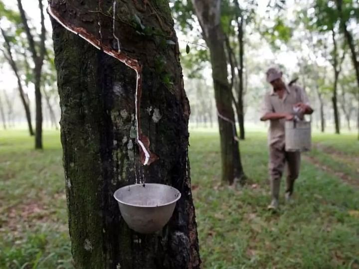 ബജറ്റ്: രാഷ്ട്രീയ വിജയമെന്ന് കേരള കോൺഗ്രസ് ജോസ് വിഭാഗം, റബറിന്റെ അടിസ്ഥാന വില അപര്യാപ്തമെന്ന് കർഷകർ