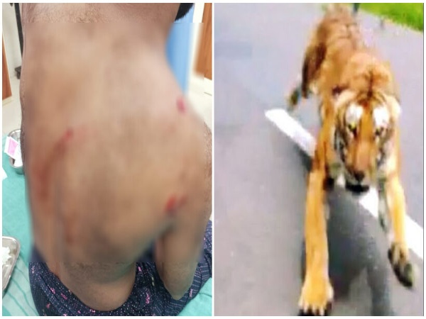 പാലക്കാട് ടാപ്പിംഗ് തൊഴിലാളിയെ കടുവ ആക്രമിച്ചു; രക്ഷപ്പെട്ടത് തലനാരിഴയ്ക്ക്