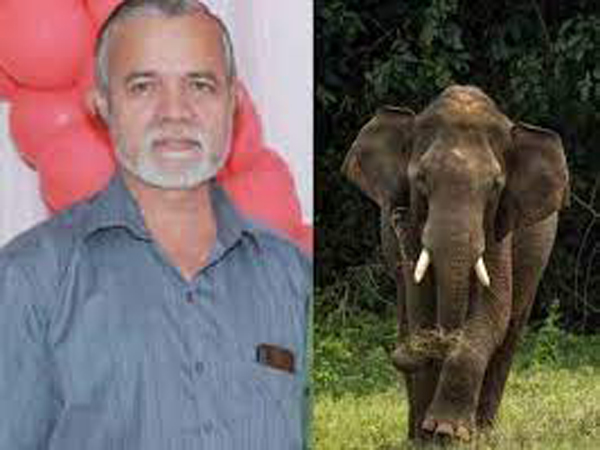 ധോണിയിലെ പ്രഭാതസവാരിക്കിടെ കാട്ടാന ആക്രമിച്ച സംഭവം : ശിവരാമന്റെ കുടുംബത്തിന് അഞ്ച് ലക്ഷം രൂപ നഷ്ടപരിഹാരം