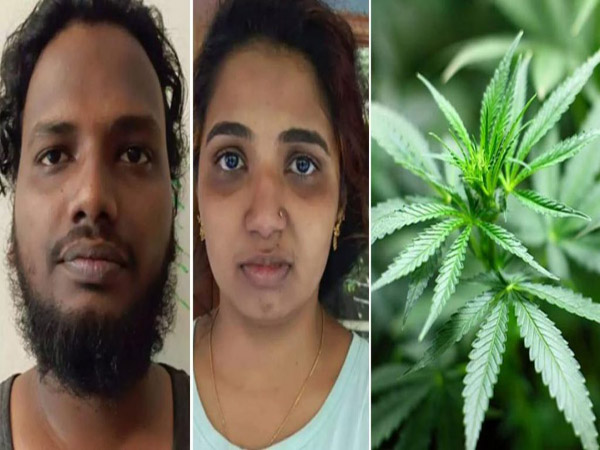 കൊച്ചിയില്‍ ഫ്ളാറ്റിലെ അടുക്കളയില്‍ കഞ്ചാവുകൃഷി; യുവതിയും സുഹൃത്തും പിടിയില്‍