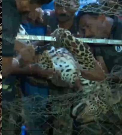 മണ്ണാര്‍ക്കാട് വീട്ടുപരിസരത്തെ കോഴിക്കൂട്ടില്‍ കുടുങ്ങിയ പുലി ചത്തു