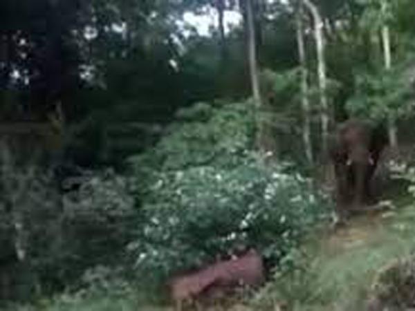 അട്ടപ്പാടി ചിറ്റൂർ മിനർവയിൽ മാങ്ങാകൊമ്പൻ ആനയിറങ്ങി