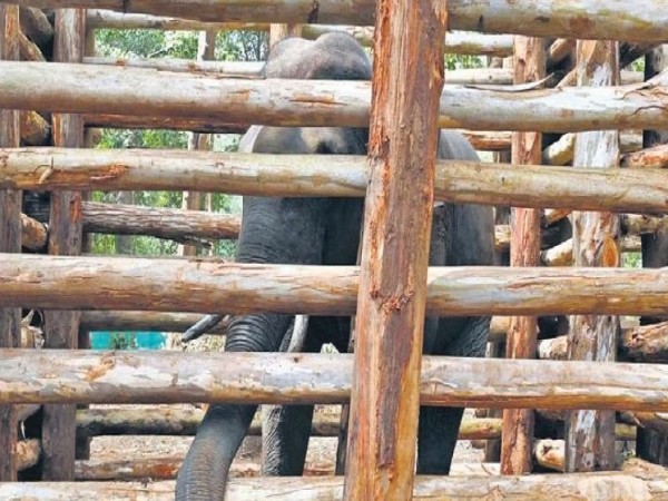 ധോണിയിൽ വനം വകുപ്പ് പിടികൂടിയ പിടി സെവന് വലതു കണ്ണിന്റെ കാഴ്ച നഷ്മായതായി സൂചന