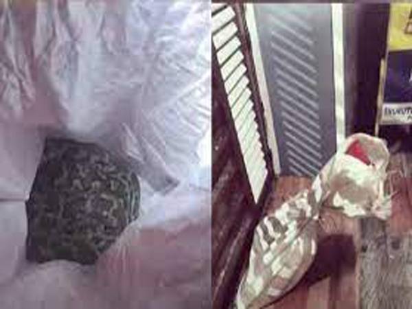 പത്തനംതിട്ടയിൽ പഞ്ചായത്ത് അംഗത്തിന്റെ മുറ്റത്തേക്ക് പെരുമ്പാമ്പിനെ ചാക്കില്‍ കെട്ടി എറിഞ്ഞെന്ന് പരാതി