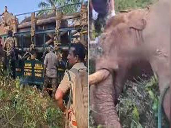 മയക്കുവെടിയേറ്റ് മയങ്ങിവീണ കാട്ടാന എഴുന്നേറ്റു; അനിമൽ ആംബുലന്‍സിലേക്ക് മാറ്റി