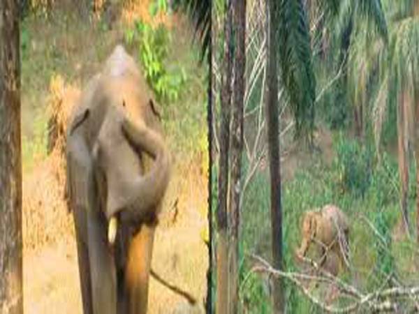 അതിരപ്പിള്ളിയിൽ മസ്തകത്തിൽ പരിക്കേറ്റ് ആനയെ മയക്കുവെടിവെച്ചു