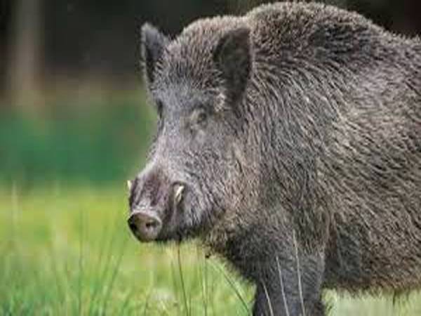 ഹരിപ്പാട് വീയപുരത്ത് കാട്ടുപന്നിയെ വെടിവെച്ച് കൊന്നു