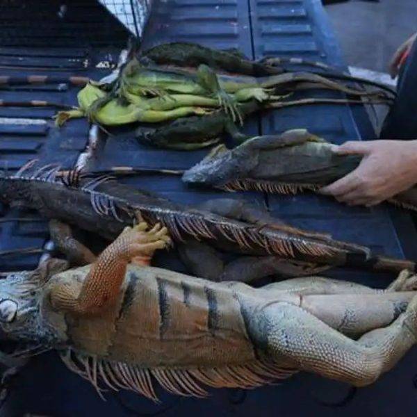 ഫ്‌ളോറിഡയിലെ വന്യജീവിസങ്കേത്തില്‍ 5000ലധികം ഇഗ്വാനകളെ ദയാവധത്തിന് ഇരയാക്കി