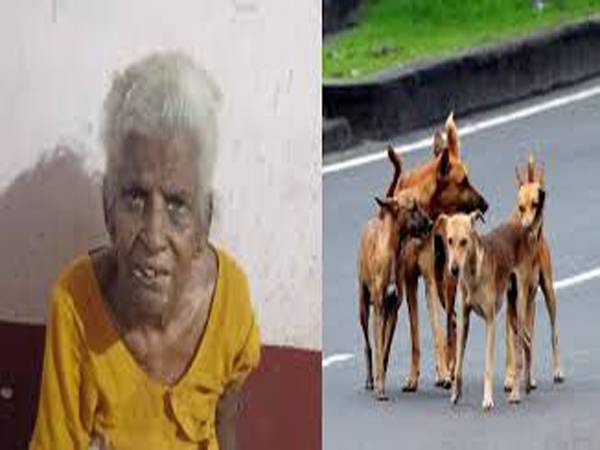 വെള്ളറടയില്‍ വയോധികയെ വീട്ടില്‍ കയറി കടിച്ചുകൊന്ന നായയെ പിടികൂടി