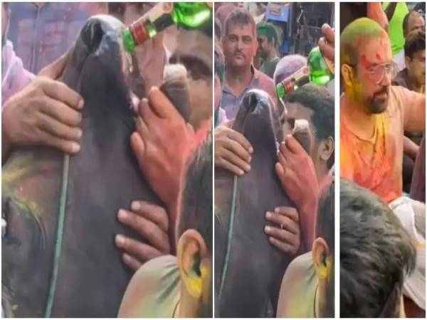 ഹോളി ആഘോഷത്തിനിടെ പശുവിനെ മദ്യം കുടിപ്പിച്ച്‌ യുവാക്കള്‍