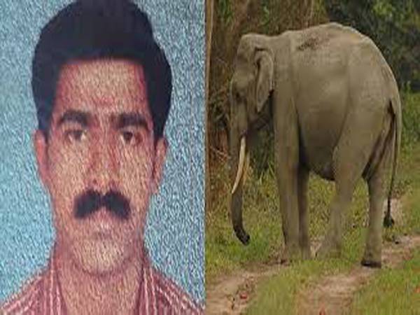 രാജീവിന്‍റെ മരണം കാട്ടാനയുടെ ആക്രമണത്തിലെന്ന് പോസ്റ്റുമോർട്ടം റിപ്പോർട്ട്