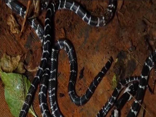 കുറ്റ്യാടിയില്‍ വീടിനുളളില്‍ പാമ്പുകളെ കണ്ടെത്തി